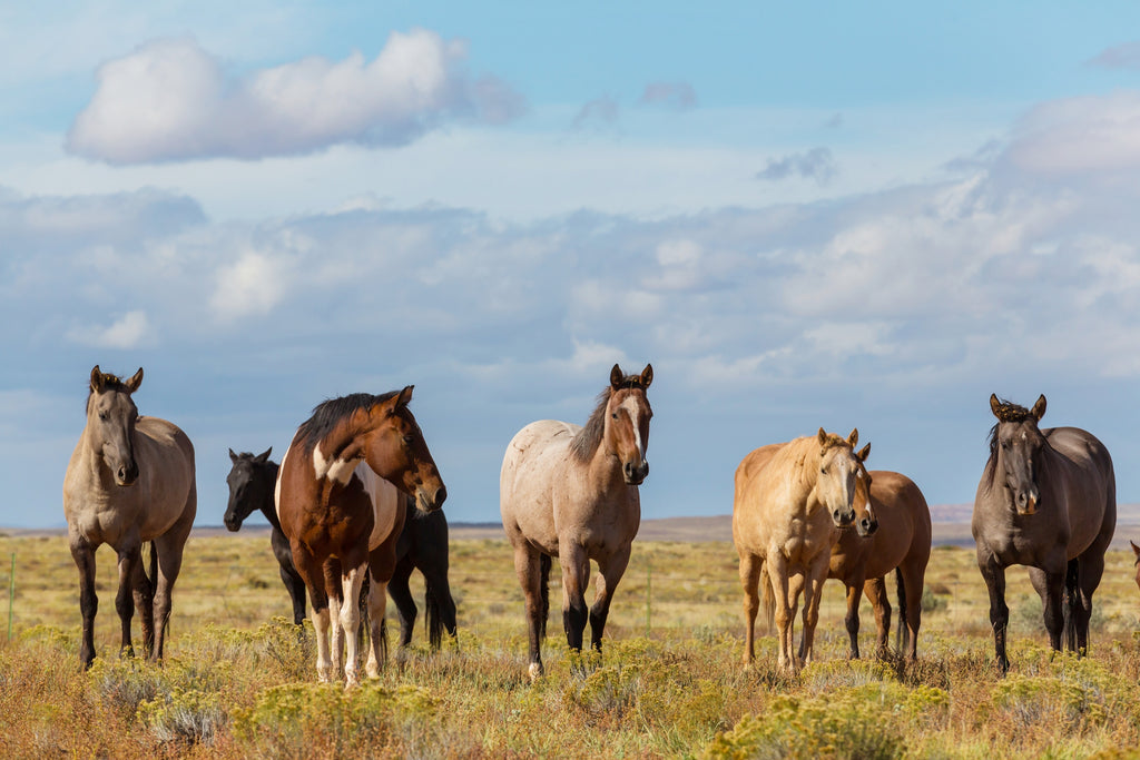 Horse health